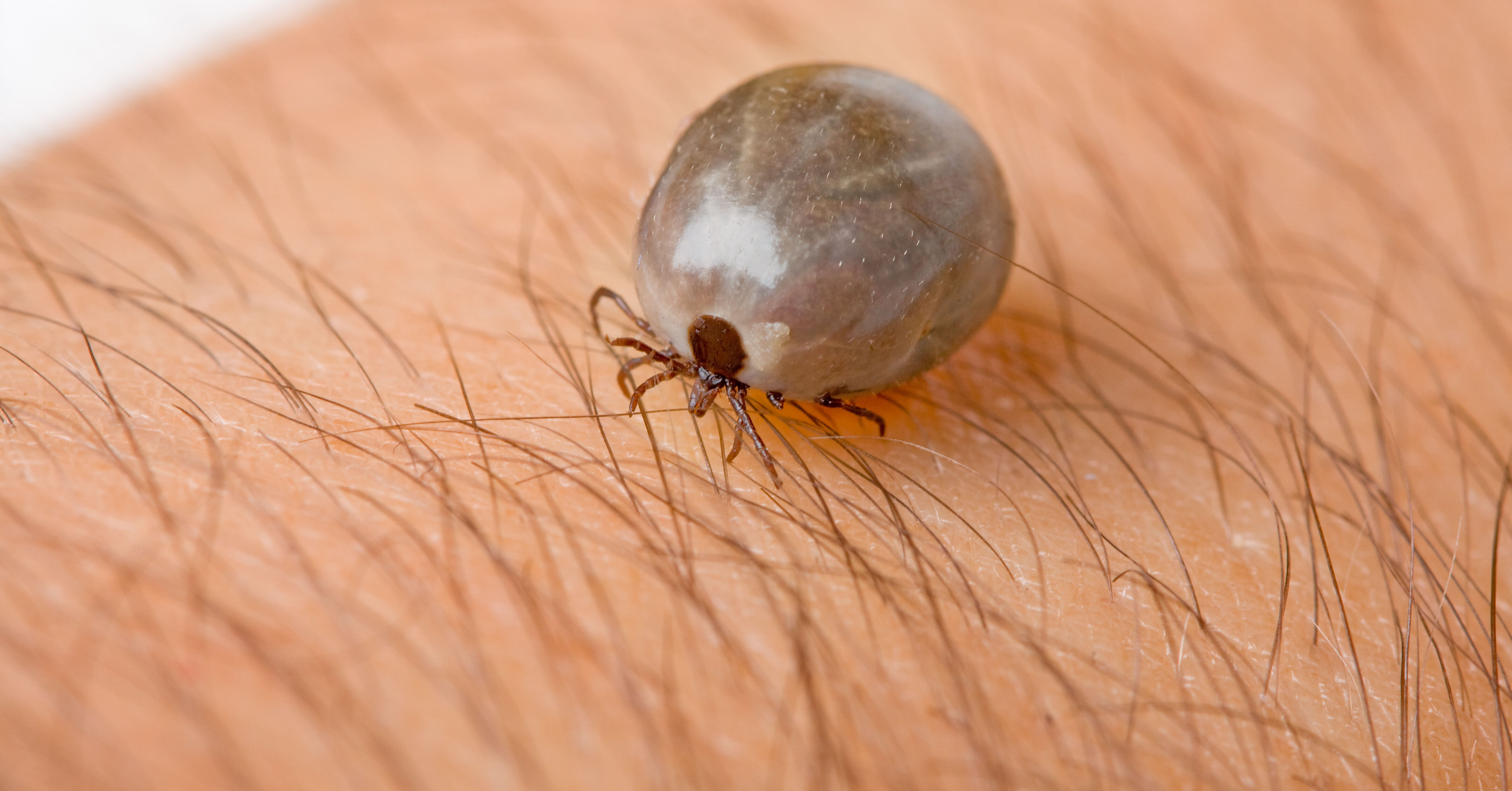 Can I Get Lyme Disease in the Winter? Bottom Line Inc